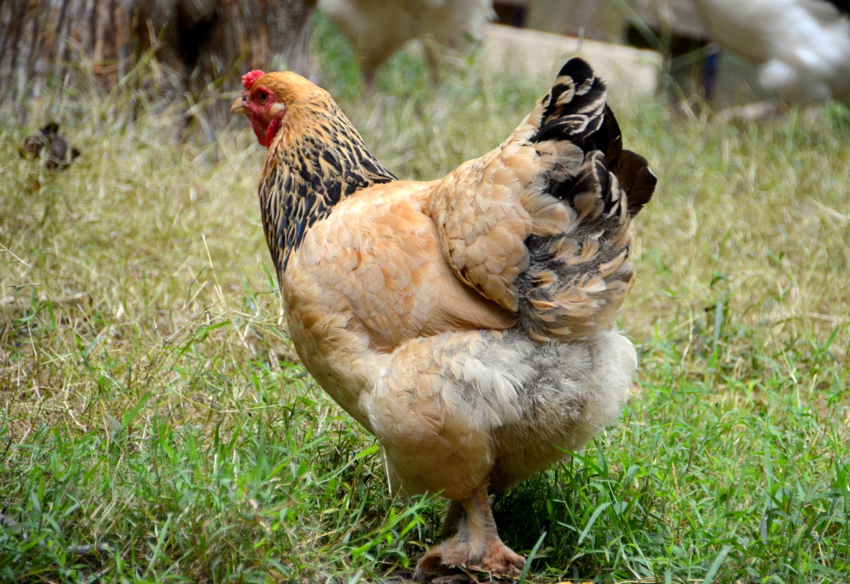 How to Influence the Law on Keeping Chickens in Residential Areas